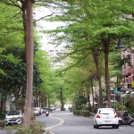 明哲路林蔭道
